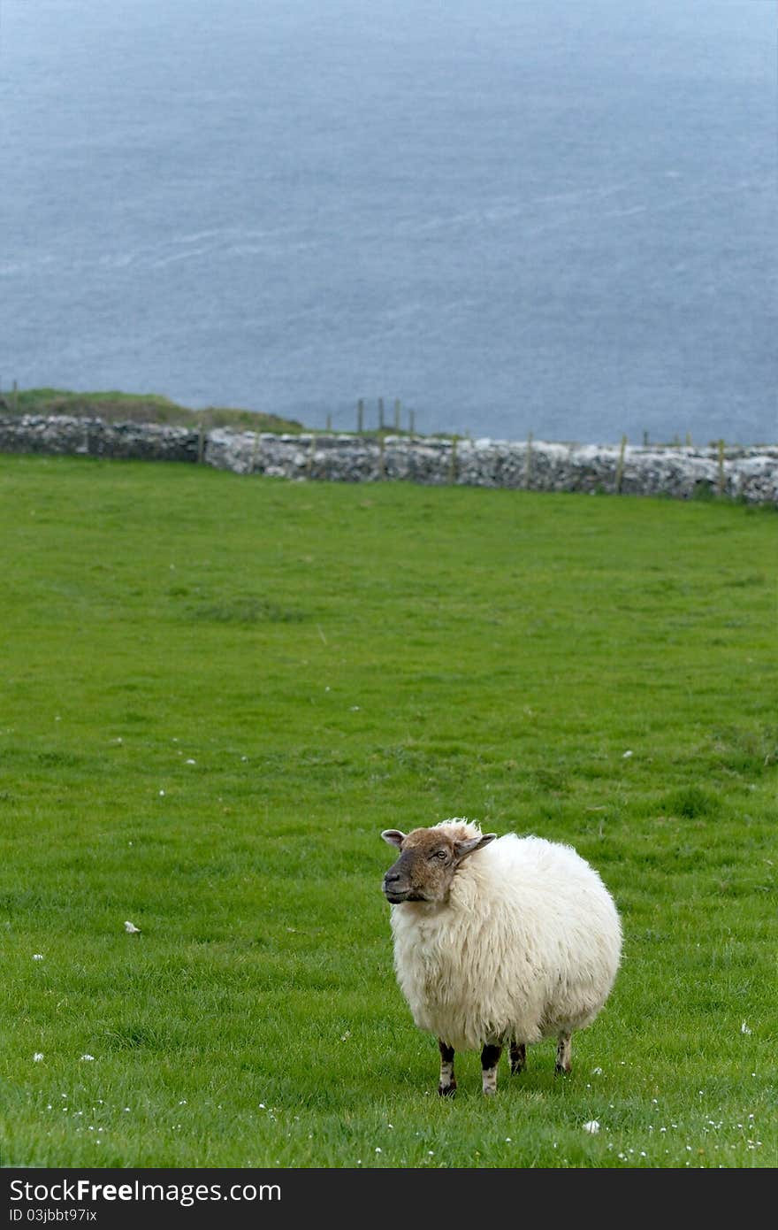 Irish Sheep