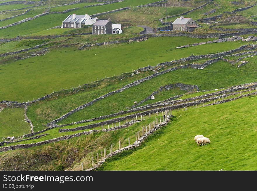 Irish Countryside