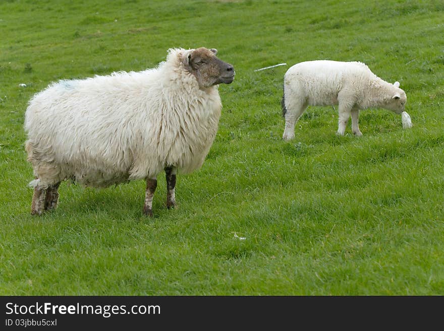 Irish sheep