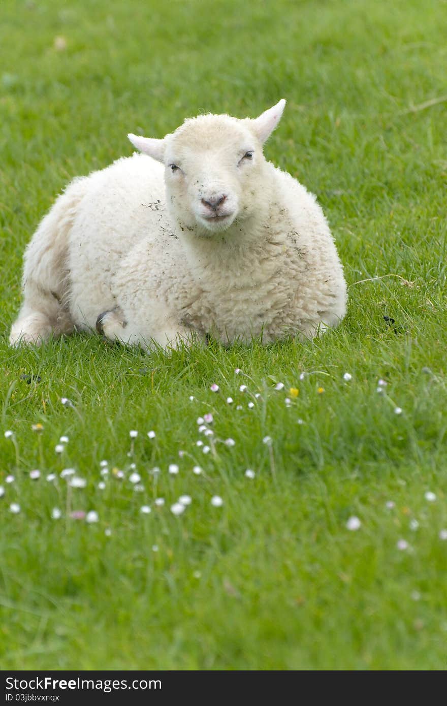 Irish Sheep