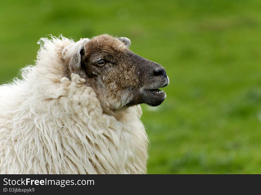 Irish sheep