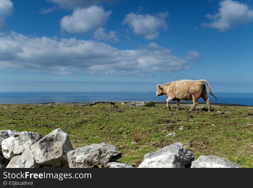 Lonesom cow