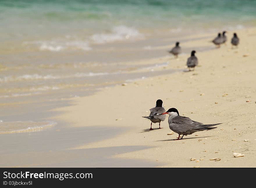 Birds on the beach , it's a great moments. Birds on the beach , it's a great moments