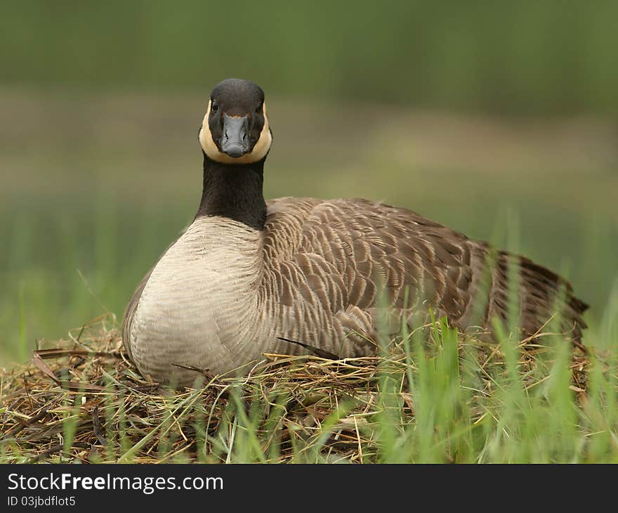 Canada Goose Sitting on Nest