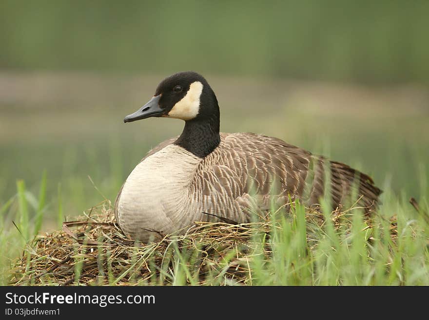 Canada Goose Sitting on Nest