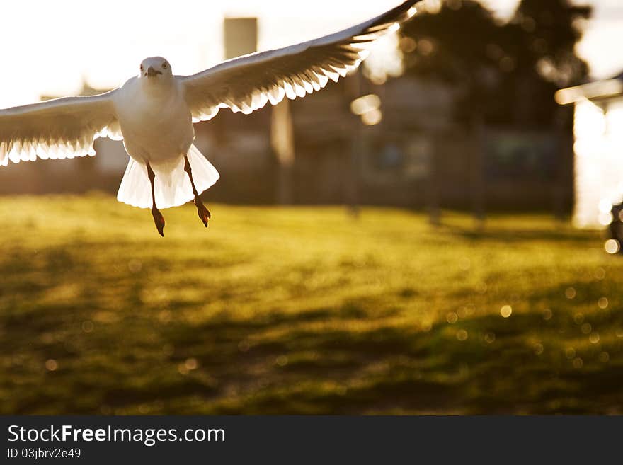 A seagull in flight at sunset. A seagull in flight at sunset.