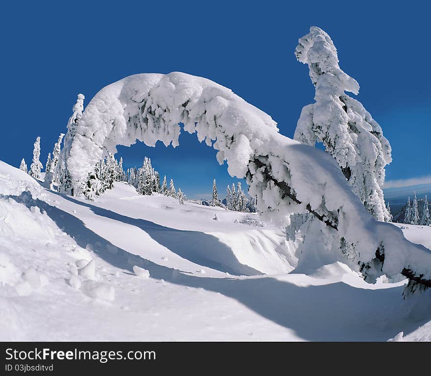 Tree Under Snow