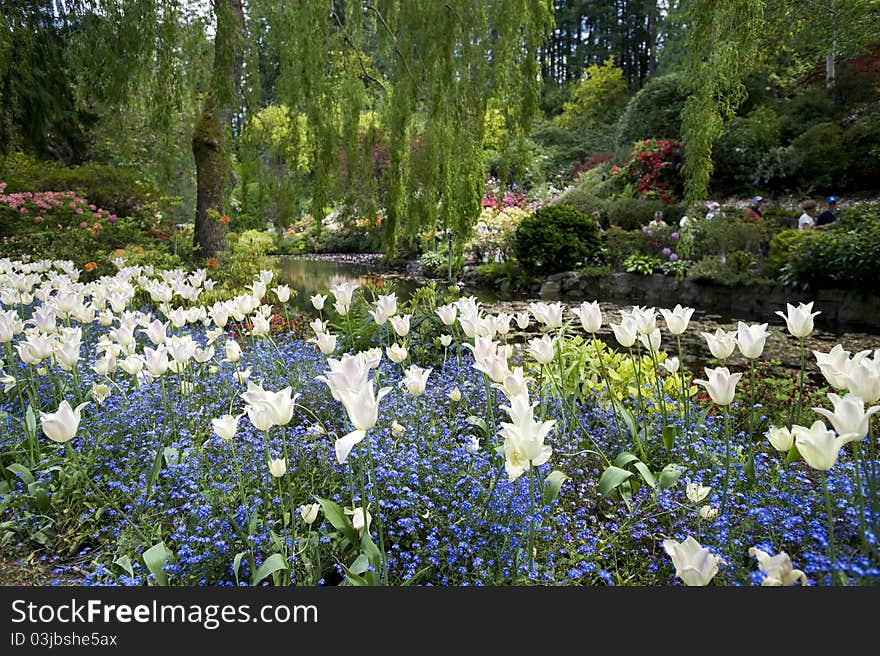 Butchart Garden with white tulips. Butchart Garden with white tulips