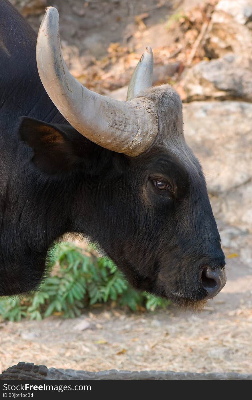 Big gaur in the zoo