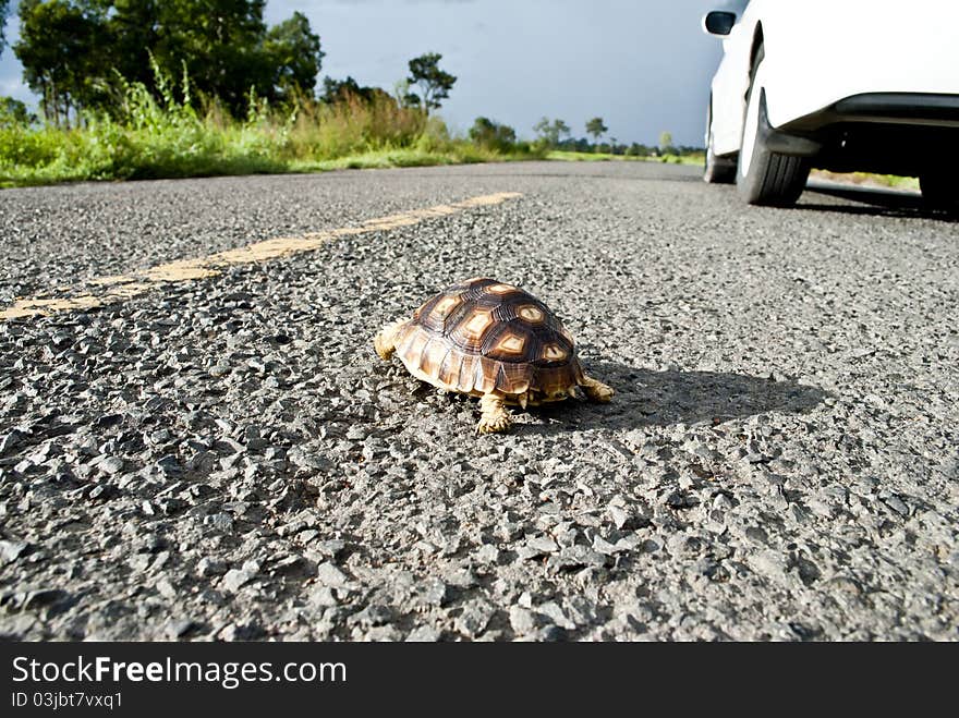 Turtle on the road