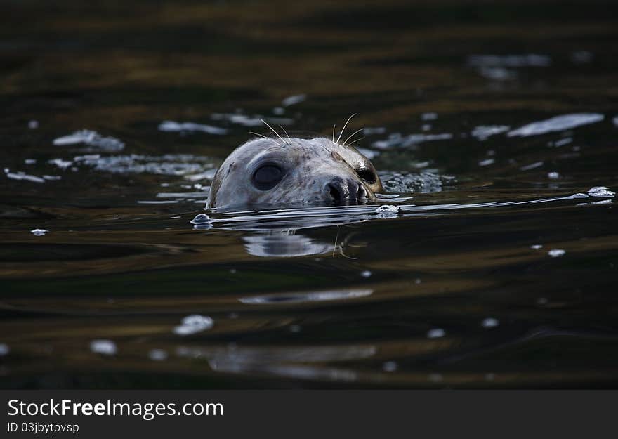 Large Grey Seal, blowing bubbles as he swims along the coastal waters of the north devon coast