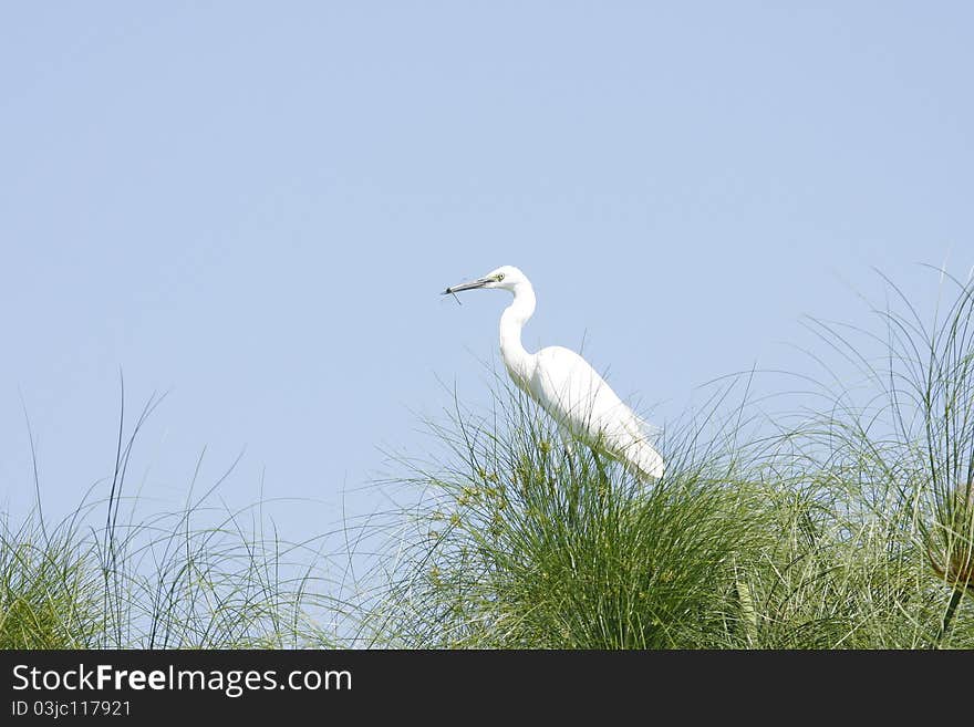 Little Egret with a dragon fly on papyrus grass,in the Okovango delta. Little Egret with a dragon fly on papyrus grass,in the Okovango delta