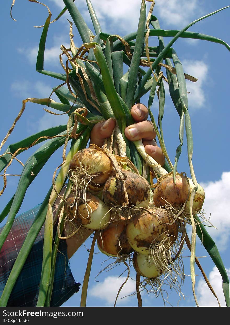 Hand holding onions bunch against blue sky. Hand holding onions bunch against blue sky