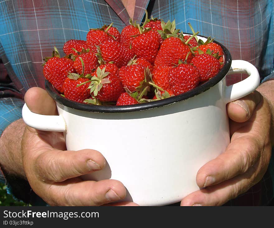 Harvesting strawberries