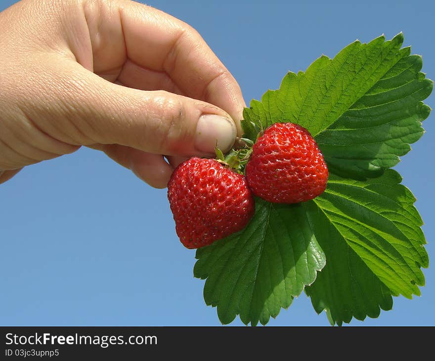 Human fingers holding ripen strawberry fruits with leaves. Human fingers holding ripen strawberry fruits with leaves