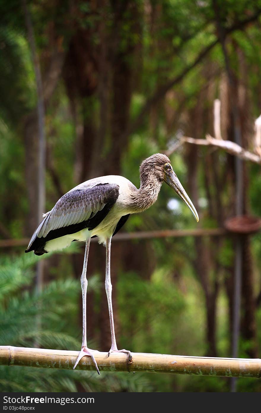 Painted Stork