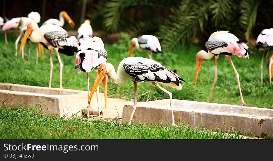 Flock of painted storks looking beautiful.