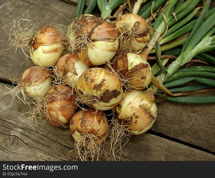 Some fresh onion bulbs with tops