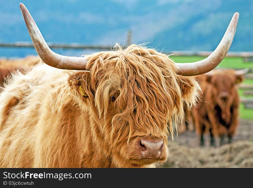 Detail of Highland cattle during the daytime.