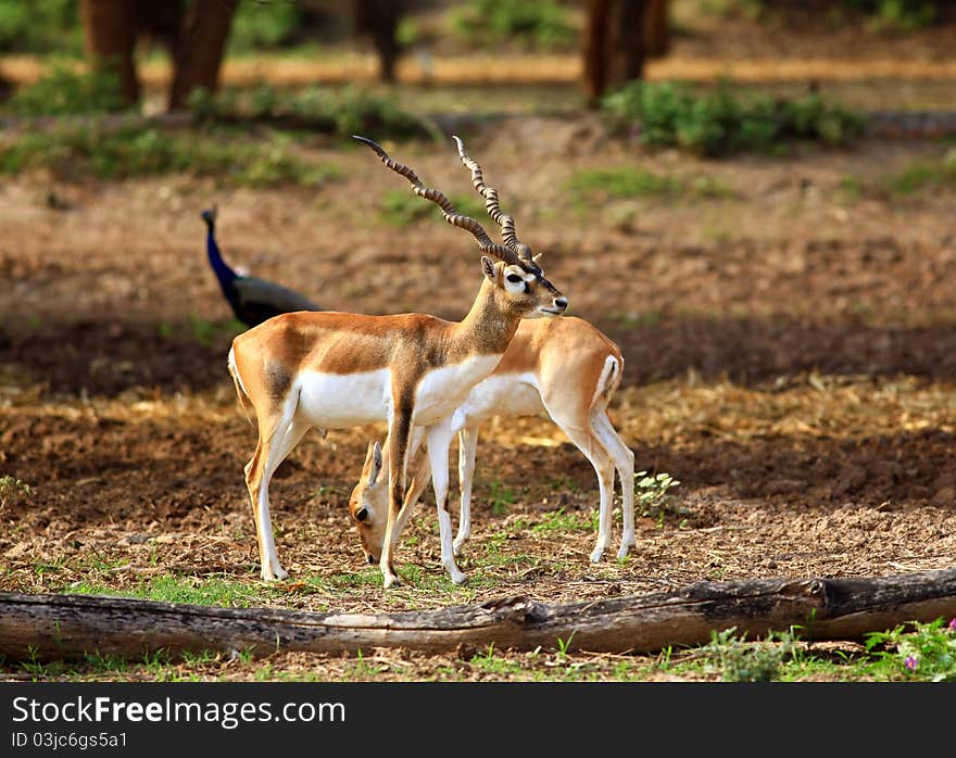 Couple Antelopes