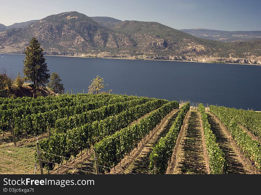 Vineyard by the lake