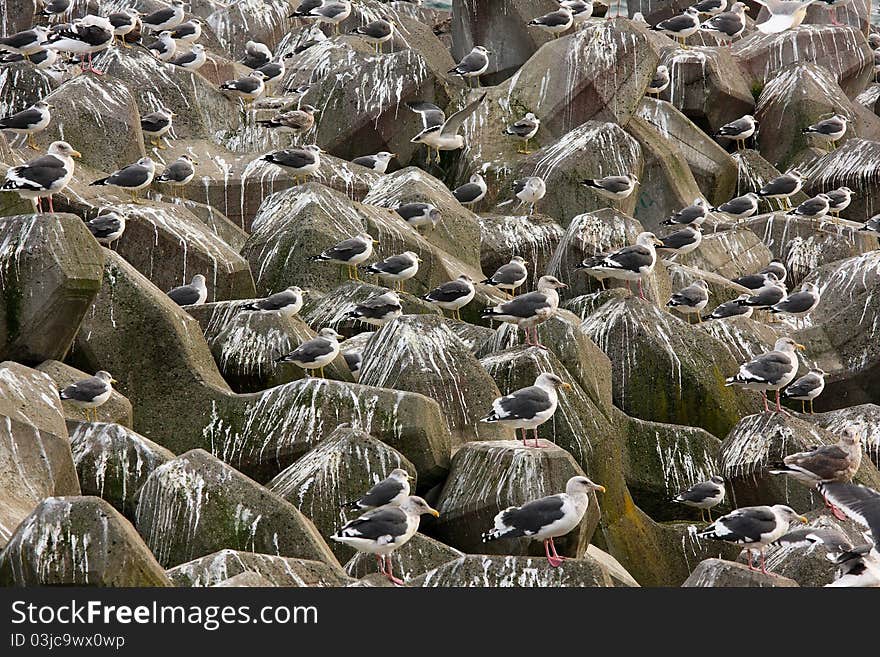 Crowds of Seagulls on groyne waiting for food