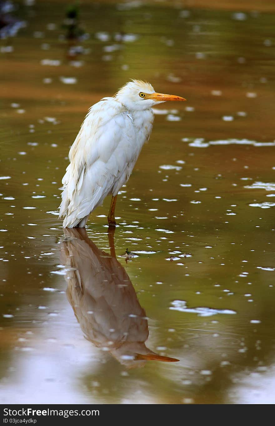 Egret with reflection