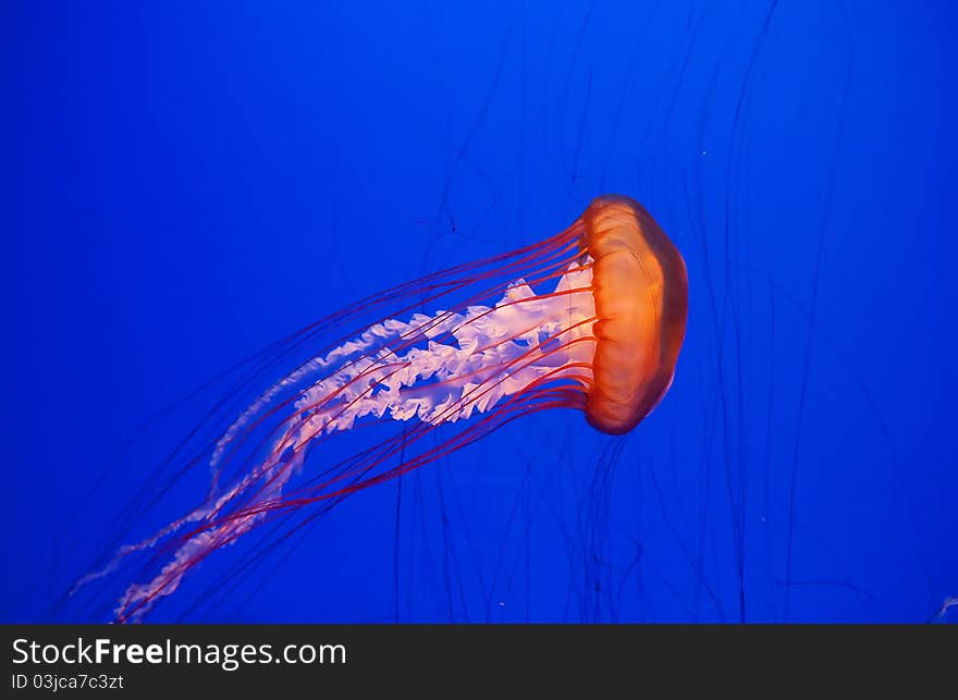 Jellyfish in the deep blue water