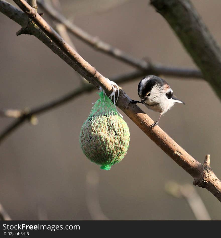 Aegithalos caudatus - Long-tailed Tit on a tree