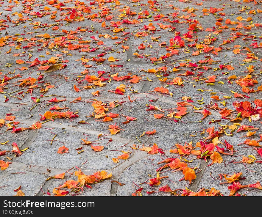 Flower petals on grey stone garden path fallen from trees. Flower petals on grey stone garden path fallen from trees