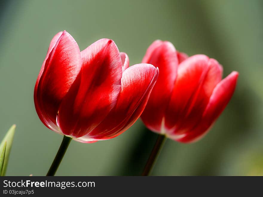 Red Tulip in Hong Kong