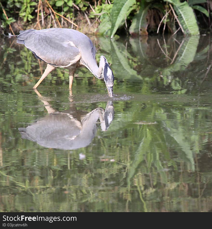 Grey heron in action of fishing