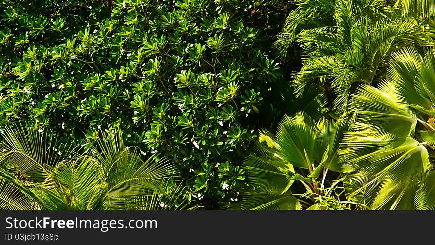 Dense Foliage