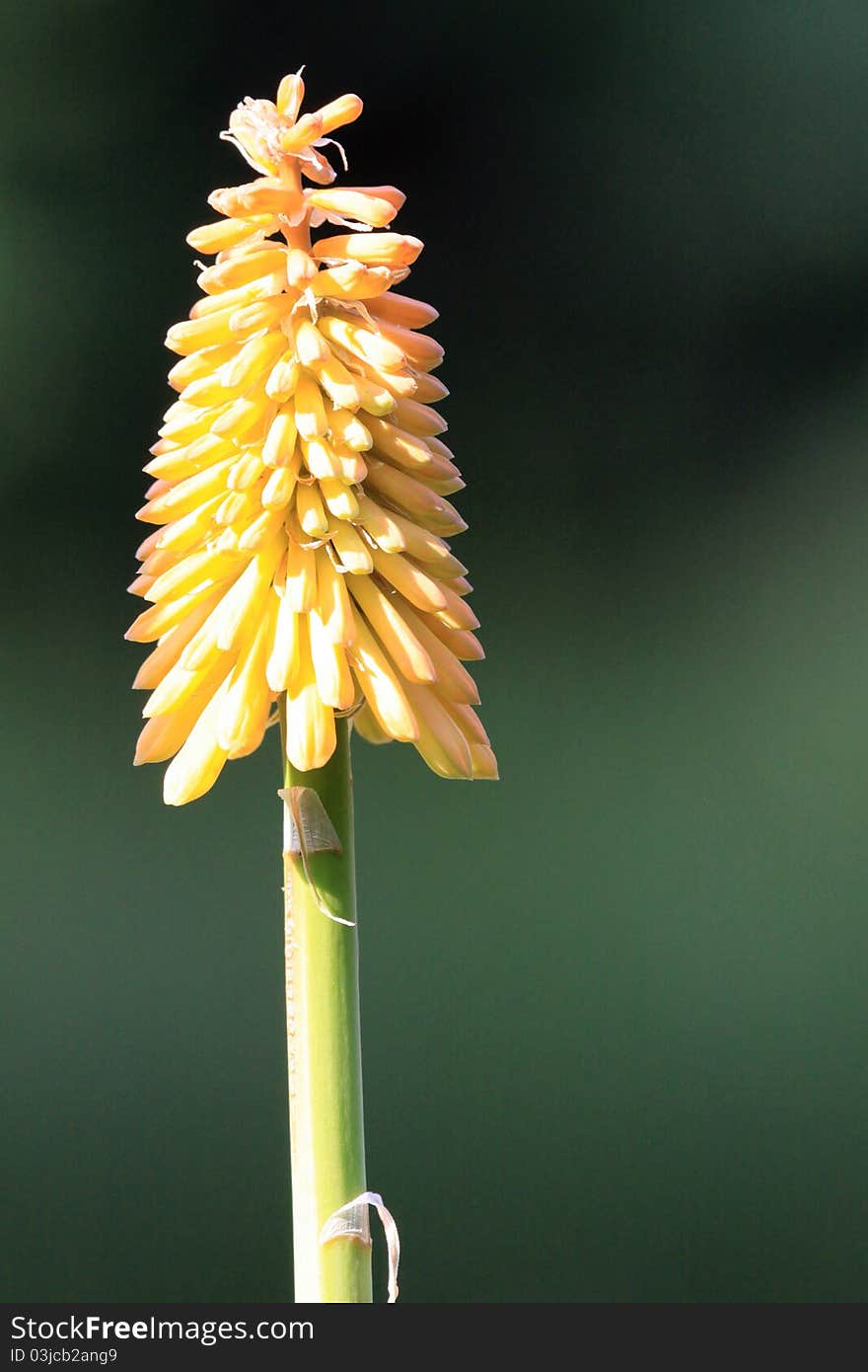 Flower of kniphofia in a field in summer