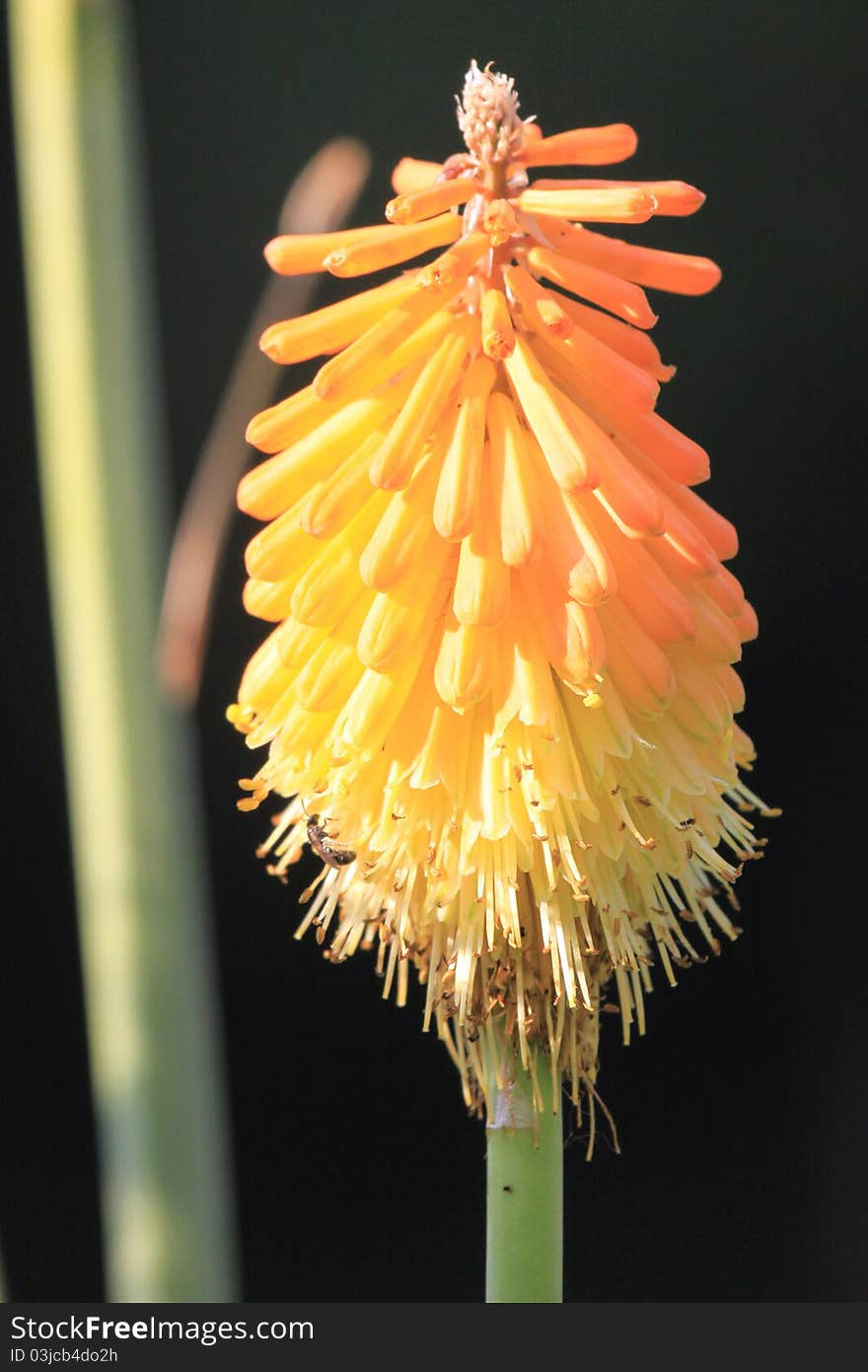 Flower of kniphofia in a field in summer