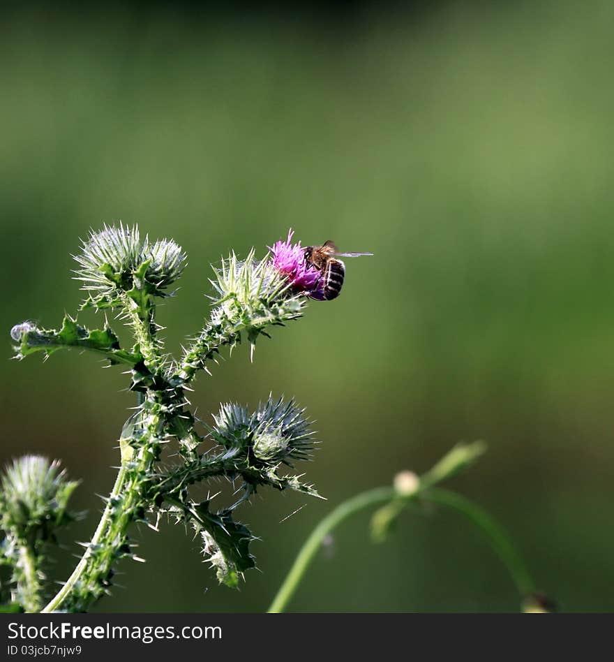 Flower of thistle and bee in a field in summer