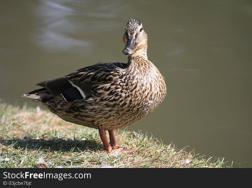 Duck mallard in close-up on the banks of the yerres