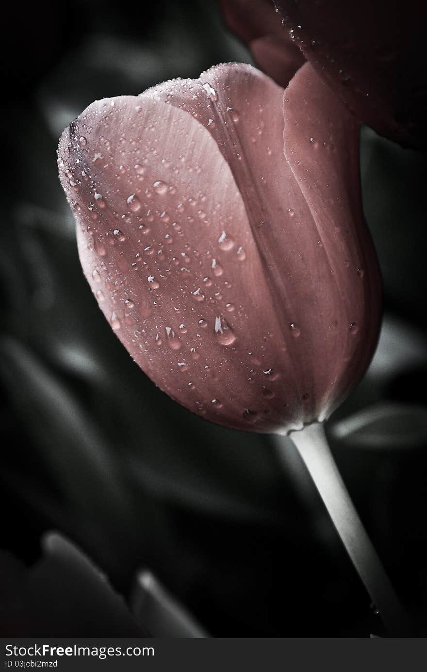 A red tulip after rain. A red tulip after rain