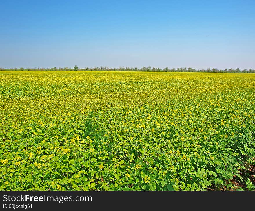 Spring field with yellow flowers