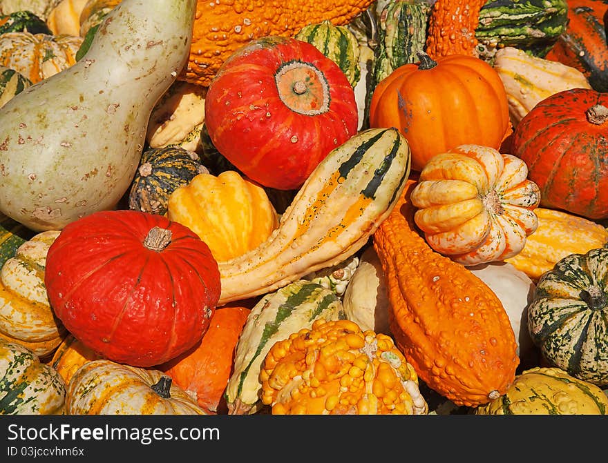 Colorful pumpkins collection on the autumn market