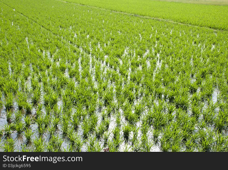 Rice seedlings