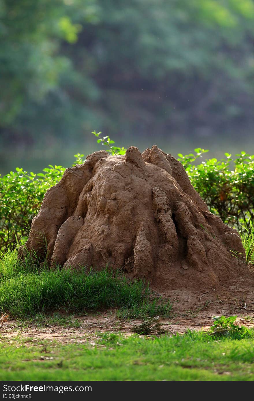 Termite house