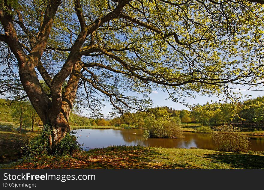 A beautifully managed, yet natural, area of countryside in Staffordshire, England. A beautifully managed, yet natural, area of countryside in Staffordshire, England.