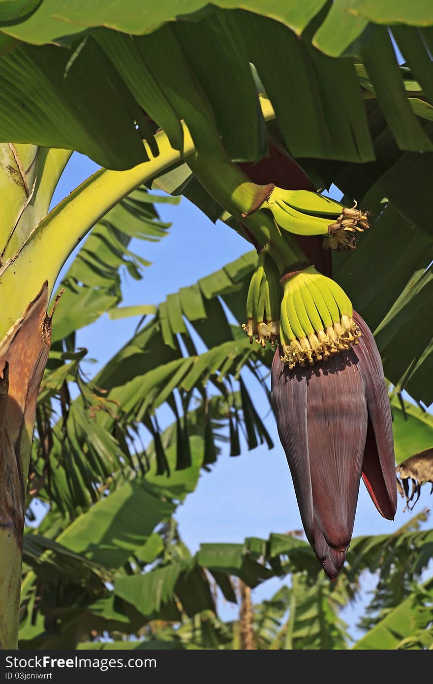 Purple banana flower and newborn fruits