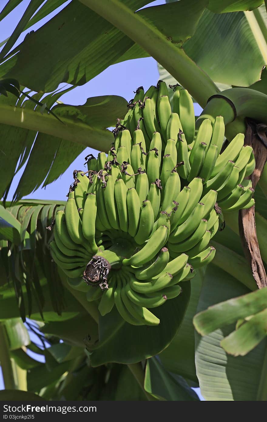 Closeup head of bananas on banana tree