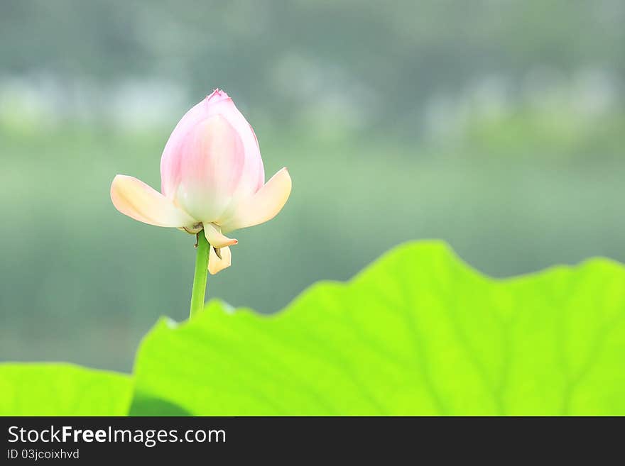 Pink Lotus Flower