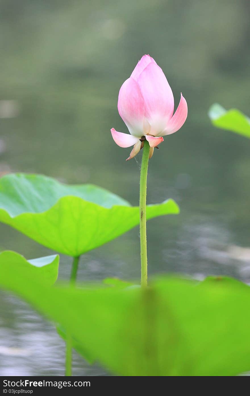 Pink lotus flower