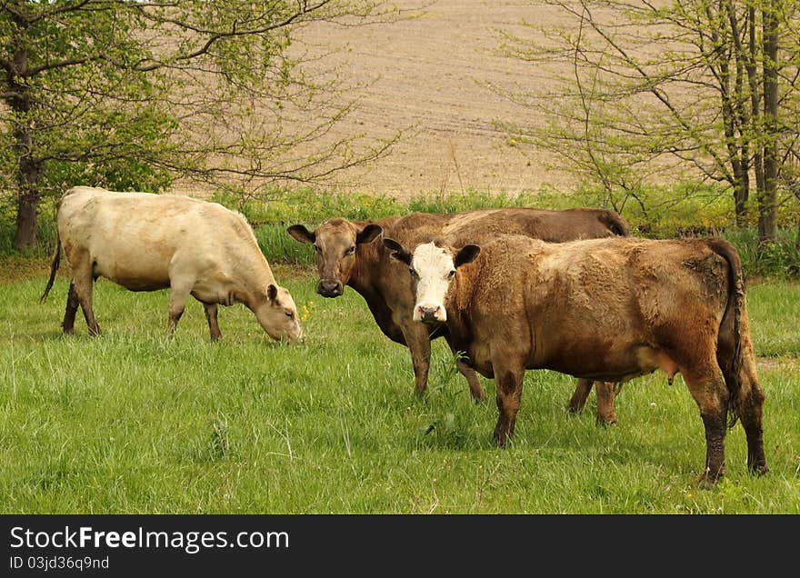 Cows in a Pasture