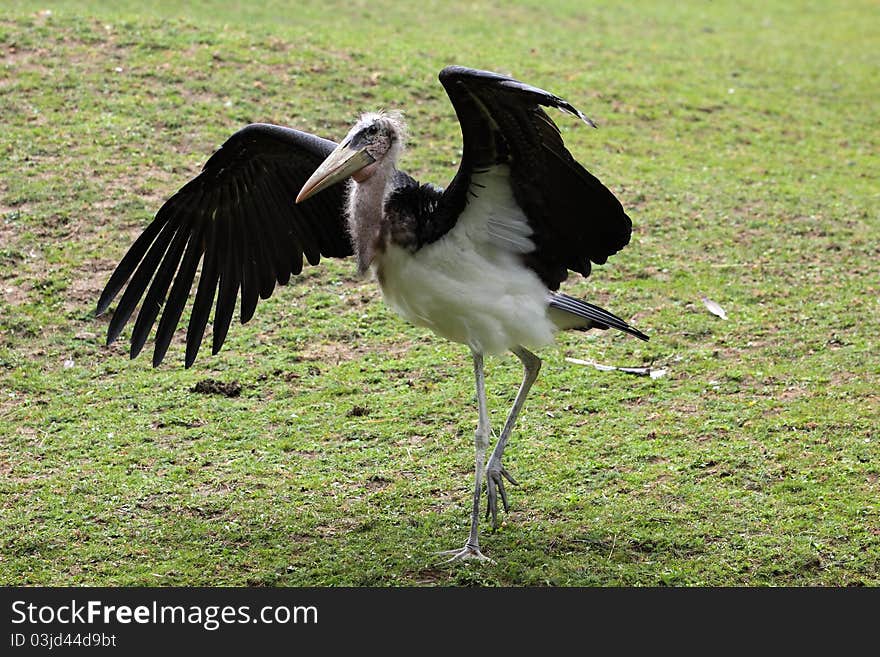 Strolling marabou stork