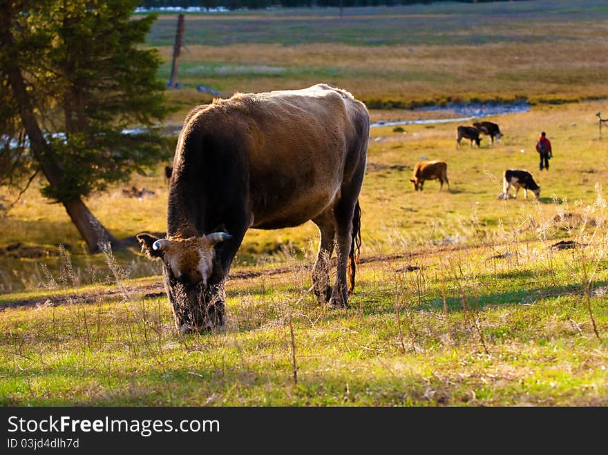 This is China's xinjiang region kanas cattle, every fall, their herds will also, to find a more dense pasture place. This is China's xinjiang region kanas cattle, every fall, their herds will also, to find a more dense pasture place